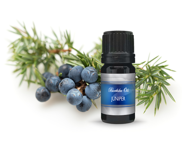 Juniper Berry  Therapeutic Quality Essential Oil